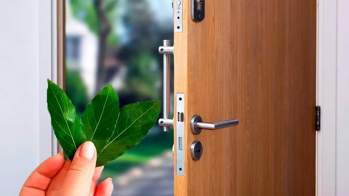 Lorbeer: mehr als nur eine Pflanze